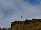 Bardenas blanca - 