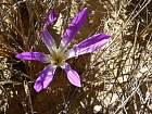 Bardenas blanca - 