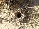 Bardenas blanca - 