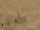 Bardenas blanca - Libellule