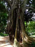 Bairro alto - Jardin Estrela