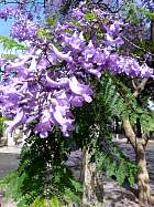 Bairro alto - Jacaranda