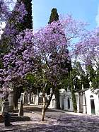 Bairro alto - Jacaranda