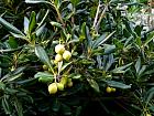 Côte basque - Pittosporum