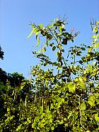 Manille - Bauhinia purpurea