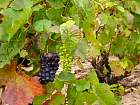 Chiroubles - Grappes de Gamay noir