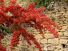 Pierres dorées, automne - Pyracantha