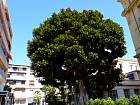 villa Kérylos - Ficus macrophylla