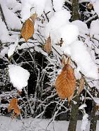 Massif de Belledonne - Prunus