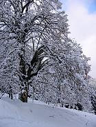 Massif de Belledonne - Tilleul