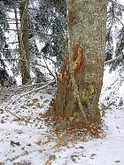 Massif de Belledonne - corce arrache par des biches ou des cerfs