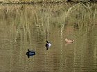 Vallée de la Bièvre - Canards