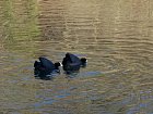 Vallée de la Bièvre - Foulque