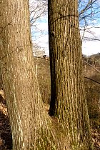 Vallée de la Bièvre - Chtaignier