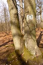 Vallée de la Bièvre - Chne