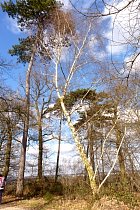 Vallée de la Bièvre - Pin, bouleau