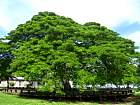 Bohol - Dauis