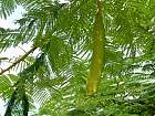 Bohol - 