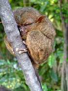 Bohol - Tarsier