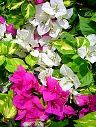 Manille - Bougainville