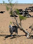 Le Kyzylkoum - Karakul