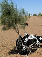 Le Kyzylkoum - Karakul