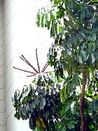 Manille - Brassaia actinophylla