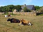 Randonnée sur l'île de Bréhat  - Vaches allongées