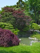 Brooklyn Garden - Jardin japonais
