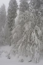 Bussang, raquettes - 