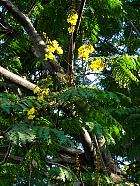 Manille - Caesalpinia decapetala