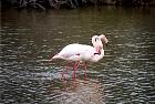 Camargue - Flamands roses