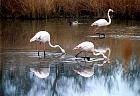 Camargue - Flamands roses