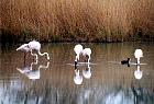 Camargue - Flamands roses