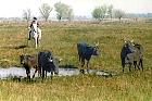 Camargue - Gardians