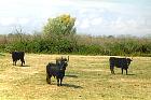 Camargue - Taureaux de Camargue