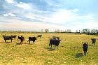 Camargue - Taureaux de Camargue