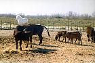 Camargue - Taureaux de Camargue