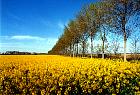 Camargue - Champ de colza