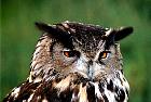 Camargue - Hibou grand Duc