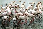 Camargue - Flamands roses