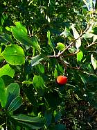 Cap Ferret, du Canon à Bélisaire - Arbouse