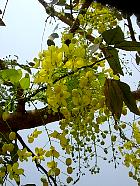Manille - Cassia fistula