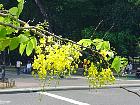 Manille - Cassia fistula