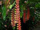 Cebu - Heliconia rostrata