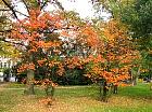 Amsterdam - Vondelpark, amlanchier