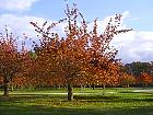 Parc de Sceaux - Cerisier rose