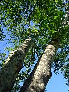 Chîteau et Parc de Chamarande (77) - Platanes