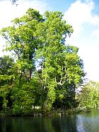 Chîteau et Parc de Chamarande (77) - Cyprs chauve