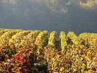 Verzenay - 